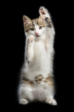 Trained kitten stands on two paws lifting the second paws up