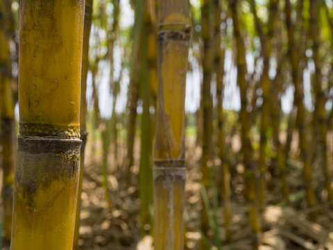 Detail of sugar cane