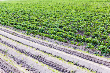 potato field . Belarus
