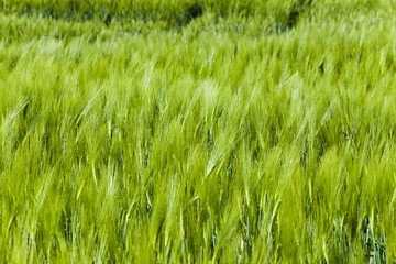 Green barley . close up