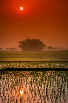 Sunset On The Terai