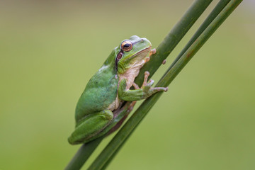 Obraz premium Ranita Meridional