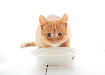 Cute ginger kitten