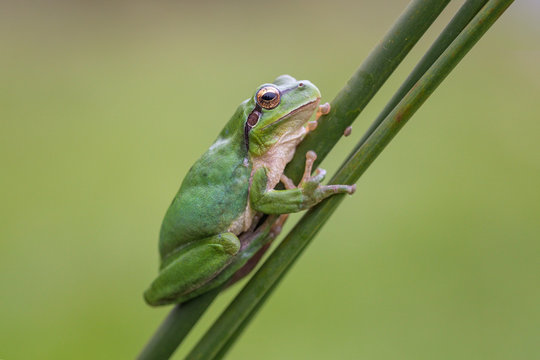Ranita Meridional