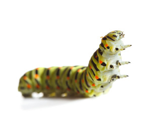 Crawling caterpillar