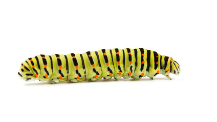 Fototapeta premium Caterpillar