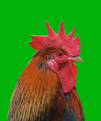 The head of the cock on a green background.