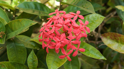 Ixora