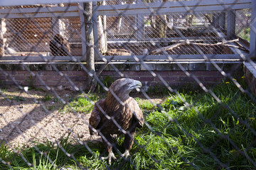 Eagle at the zoo  