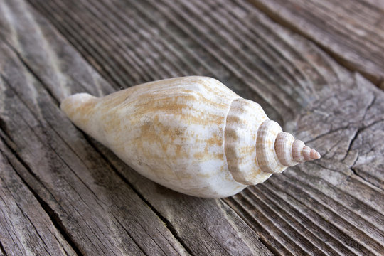 Spiral sea shell  on wooden background