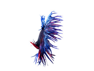 siamese fighting fish , betta on white background.(Thailand)