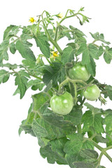 Fototapeta premium Tomato green plant on white background