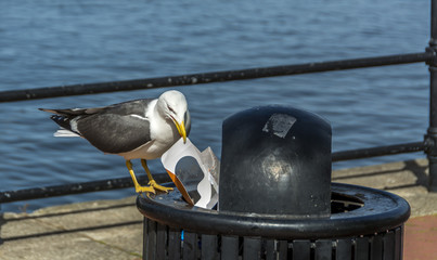 A seagull perched on a public garbage bin pulling out litter with its beak