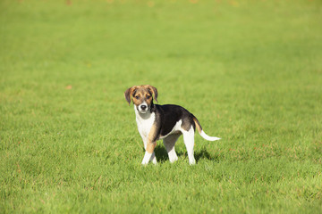 Beagle dog puppy Portrait