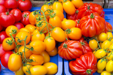 colorful tomatoes