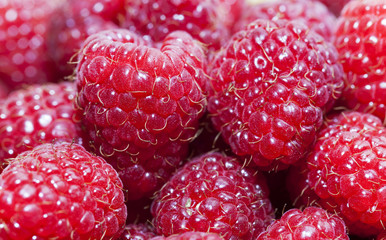 red raspberry   close-up  