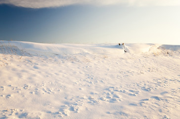 Naklejka na ściany i meble the field covered with snow 