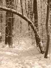 Bended tree in the wood in winter in ochre tones