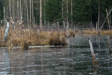 Болото, топь, трясина. Поздний вечер. Болото покрылось тонким льдом. Осень. Первые заморозки. Много коряг, сухая трава. Деревья - ель, сосны и березы. Россия, подмосковье 