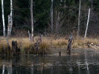 Болото, топь, трясина. Поздний вечер. Болото покрылось тонким льдом. Осень. Первые заморозки. Много коряг, сухая трава. Деревья - ель, сосны и березы. Россия, подмосковье  © kozorog