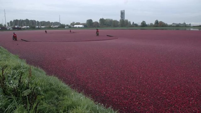Cranberries Floated for Harvest
