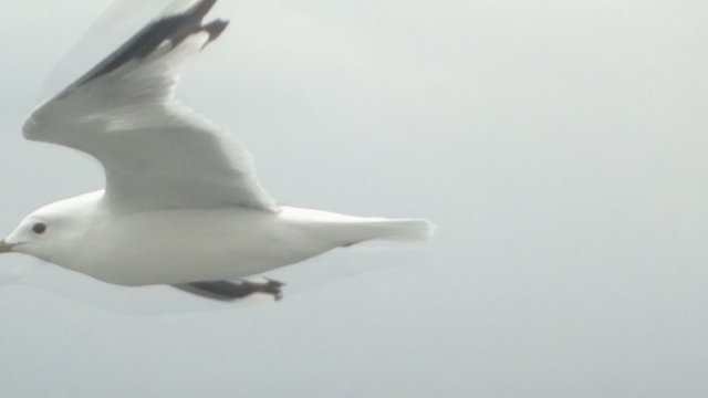 Topic of North sea travel - seagulls over waves
