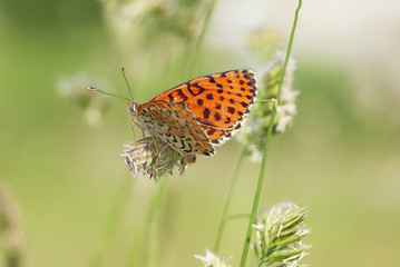 farfalla sopra un fiore