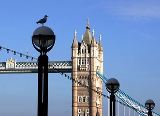 Seagull On Lamppost, Tower Bridge, London, England