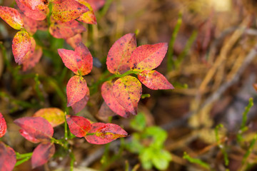 autumn forest