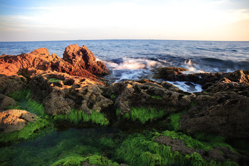 Fototapeta premium alghe