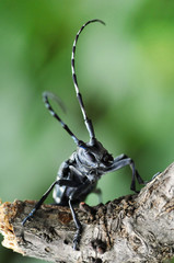 ゴマダラカミキリムシ