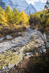 Brook and pine forest in autumn season,