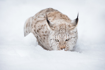 Lynx in Winter