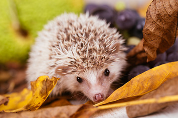 African pygmy hedgehog baby playing