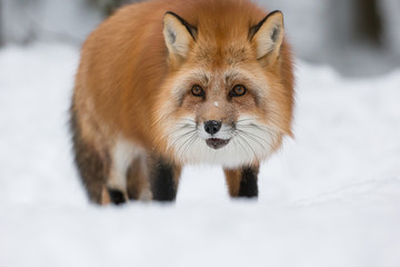 Red Fox in Snow
