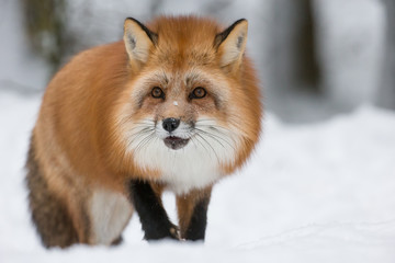 Obraz premium Red Fox in Snow