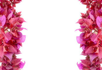 Bougainvillea isolated on white background