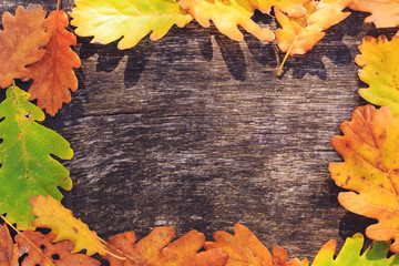 Frame made with colorful autumn oak leaves