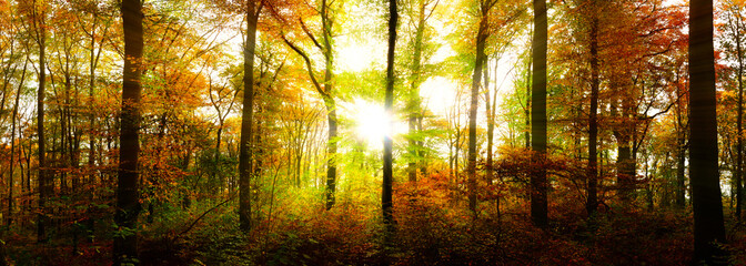 Fototapeta na wymiar Herbstlicher Wald mit goldener Sonne