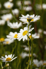 Fototapeta premium white daisy close-up 