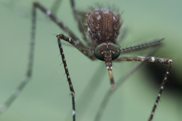 mosquito,malaria