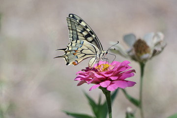 ERİK KIRLANGIÇKUYRUK