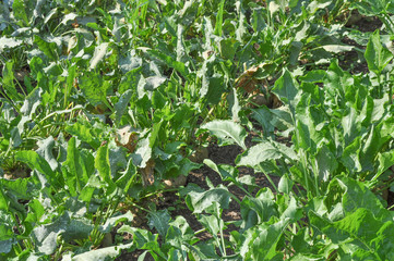 Sugar beet vegetables