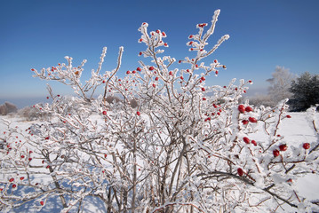Wild rose bush with red berries covered with rime,  Vitosha mountain, Bulgaria