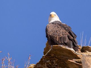 American Bald Eagle.