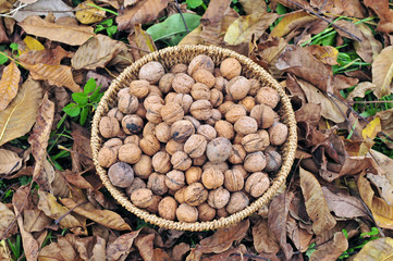 Harvested walnuts in a basket