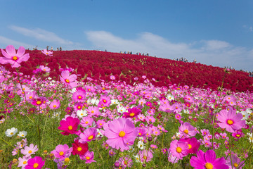 ピンクのコスモス（秋桜）とコキア