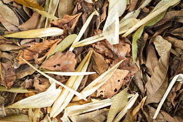 Different dried leaf on ground.