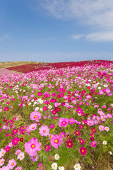 ピンクのコスモス（秋桜）とコキア