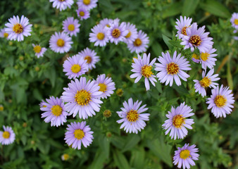 Obraz premium purple daisies 